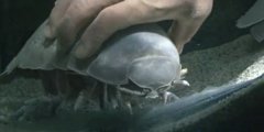 澳门金沙网址：日本水族馆大王具足虫绝食5年零43天后死亡